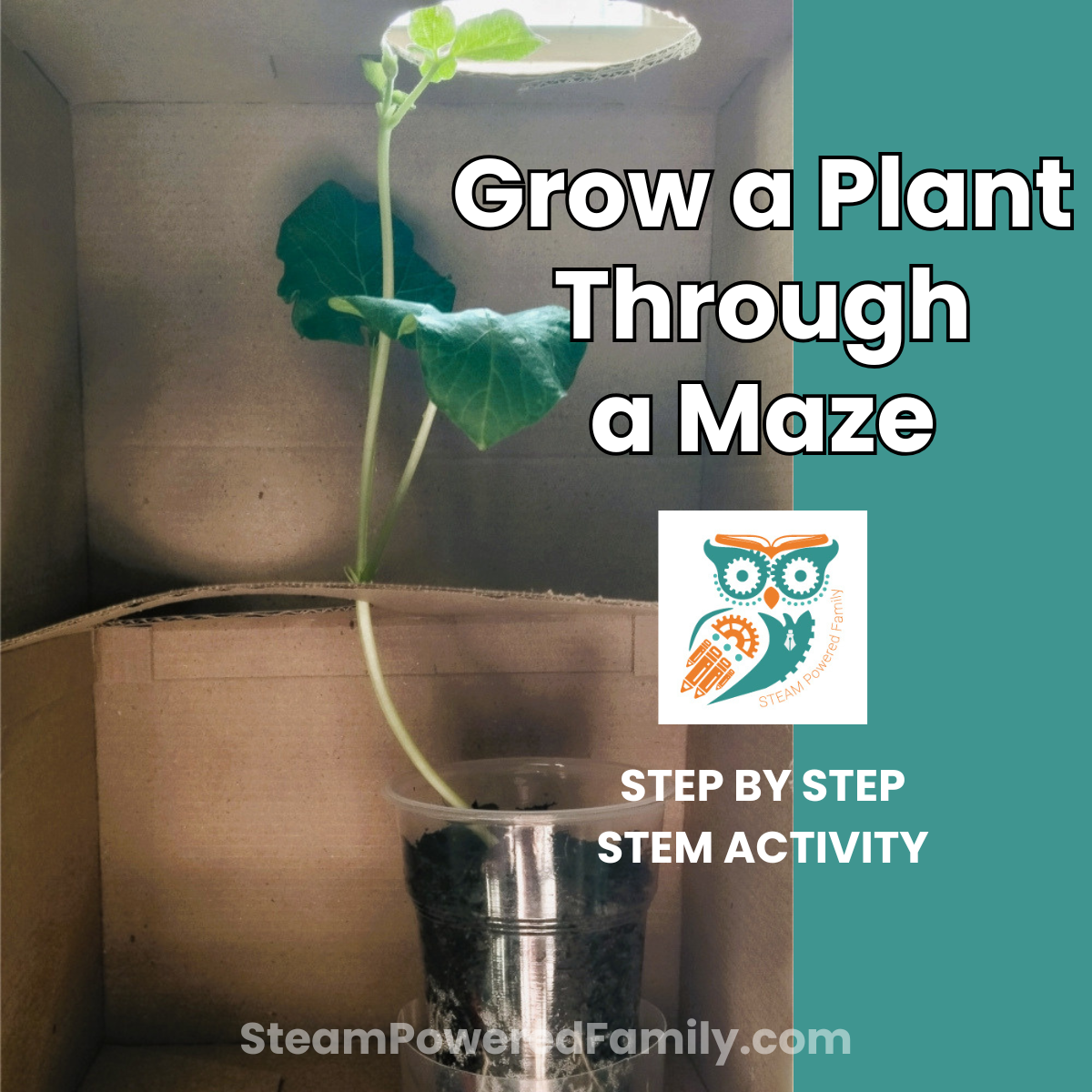 Completed plant maze experiment