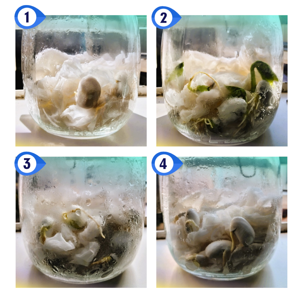 bean sprout germination