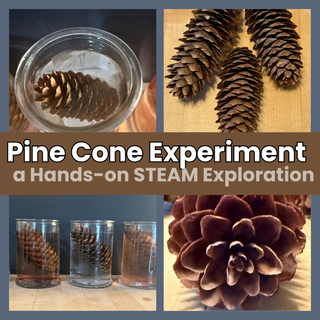 Pine cone experiment with pine cones in jars of warm, room temperature, and cold water